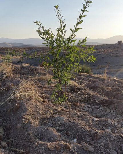 ✅️تولید و عرضه نهال بادام شناسنامه دار 🪪 🥇با مجوز رسمی از سازمان جهاد کشاورزی و موسسه تحقیقات گواهی بذر و نهال استان فارس ✅️شماره مجوز محصولات دانه خشک 2002961792 ✅️شماره گواهی بهداشت 467560362 🟥ویژگی ها : 💥پیشنهاد ویژه نهالستان ایران بادام دژکرد ✔دیرگل و مقاوم به سرمای بهاره و زود بازده ✅مقاوم در برابر آفات و بیماریها ✅ مقاوم در برابر تنش های گرما و سرما ✅مقاوم به کم آبی ✔پرمحصول ✔مناسب برای اکثر مناطق ایران ✔کیفیت عالی مغز ✅️صد درصد تضمینی تلفن تماس ۰۹۱۷۶۷۰۹۳۷۴☎️ 🚚ارسال به تمام نقاط کشور