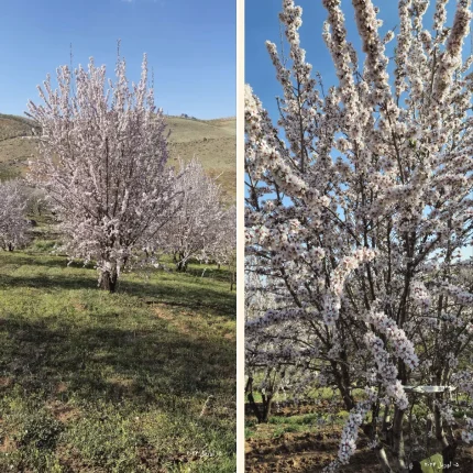 قیمت نهال بادام خوشه‌ای