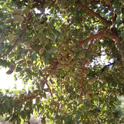 قیمت نهال بادام رقم تونو