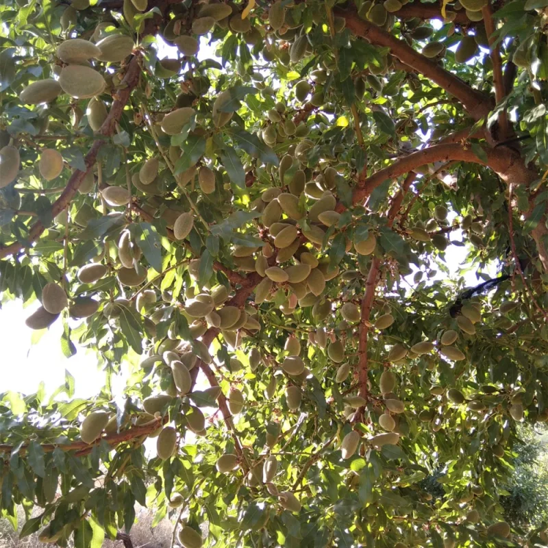 قیمت نهال بادام رقم تونو