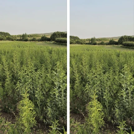 فروش انواع نهال بادام در پردنجان