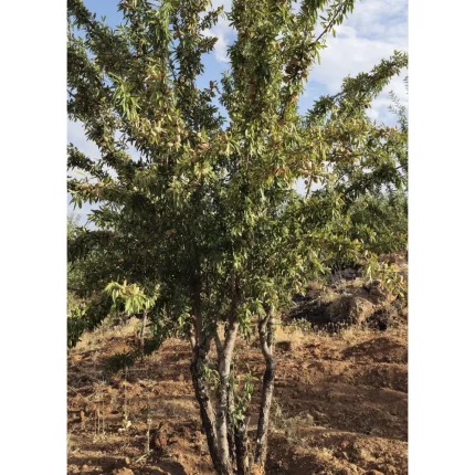 قیمت نهال بادام تونو