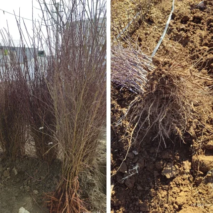 بادام هفت و هشت بهترین رقم بادام شاهرودی