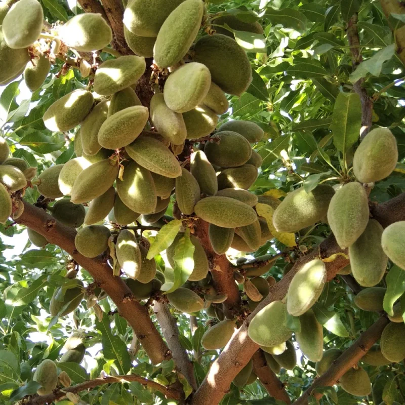 خصوصیات بادام مامایی نهال بادام مامایی شهرکرد