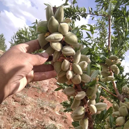 فروش نهال بادام در لردگان