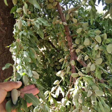 قیمت نهال بادام تونو