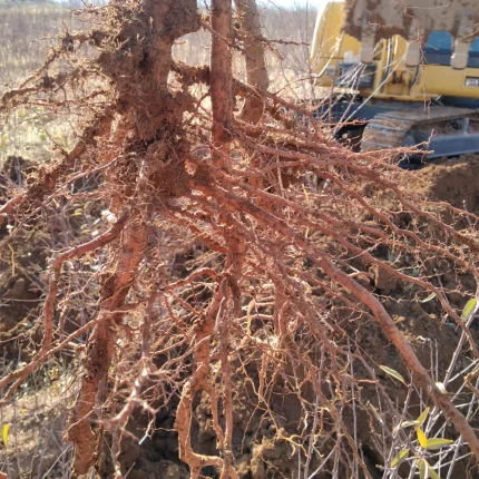 فروش نهال بادام در فارسان